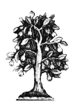 Tree Of Pear